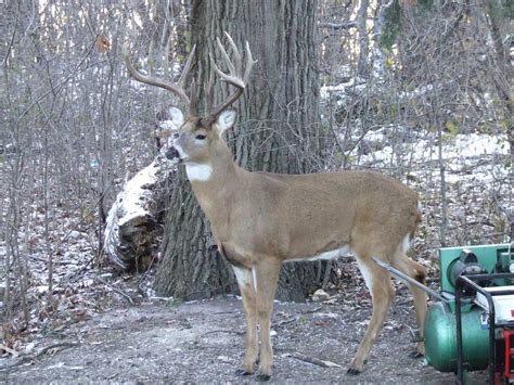 The Minikahda Club Grounds Department: Whitetail buck video