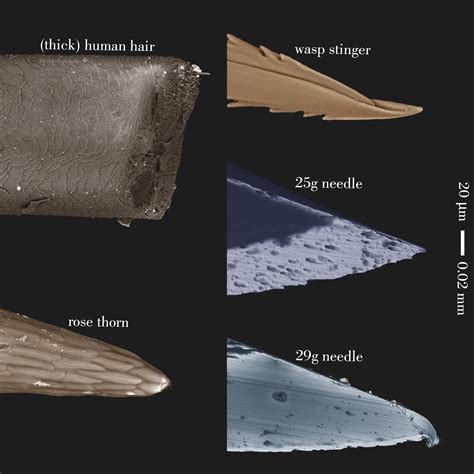 Wasp stinger, rose thorn, and hypodermic needles under the microscope ...