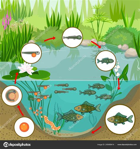 Pond Ecosystem Life Cycle Fish Sequence Stages Development Fish Egg ...