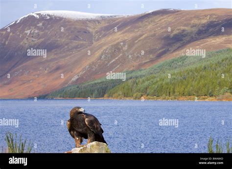 Golden eagle, Scotland Stock Photo - Alamy