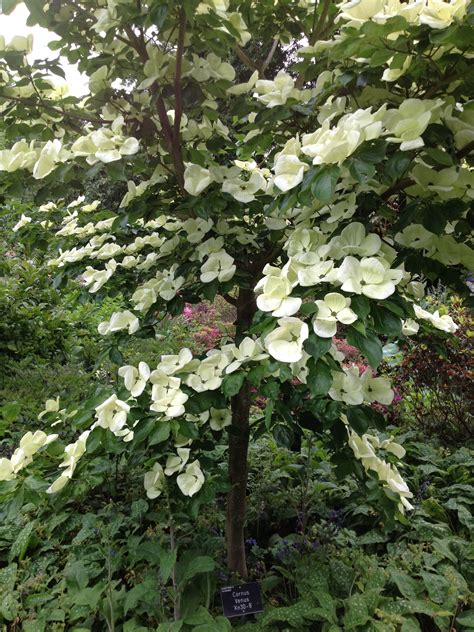 Dogwood cornus venus | Garden, Garden on a hill, White gardens