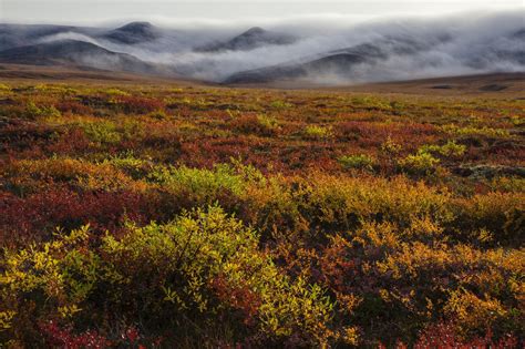 What Habitats Are In The Tundra at Carl Farner blog