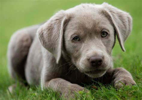 Silver Labrador: Characteristics, Temperament, and Care – PawSafe