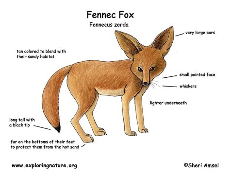 Fox (Fennec)