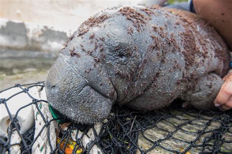 How You Can Get Involved With Manatee Conservation