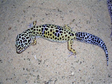 Leopard Geckos in the Wild - the Natural History of a Popular Pet