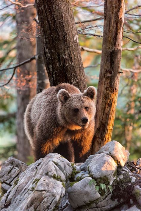 Marsican Brown Bear, a critically endangered species | Bear, Bear ...