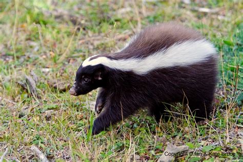 Humboldt's Hog-nosed Skunk, Patagonia, Chile, South Americ… | Flickr