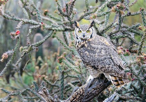 Desert Owl Photograph by Barbara Manis - Fine Art America