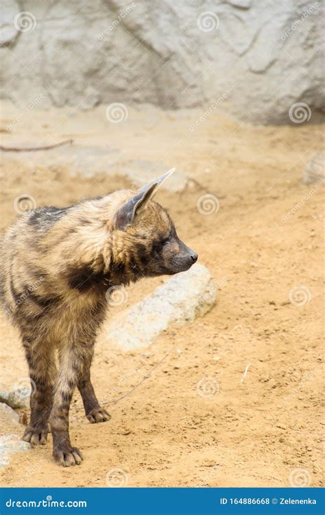 Striped Hyenas Hyaena Hyaena Have Excellent Senses Of Vision, Hearing ...