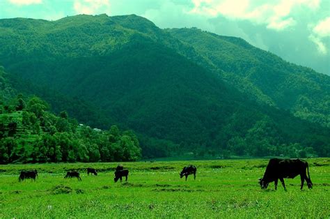 Cows on the plains - India Travel Forum | IndiaMike.com