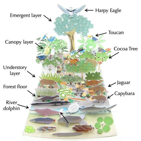 Amazon Rainforest Ecosystem – Origami Organelles