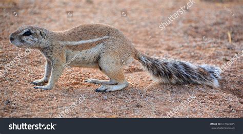 African Ground Squirrels Genus Xerus Form Stock Photo 677660875 ...