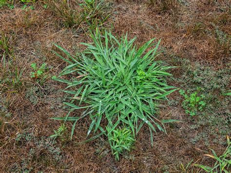 Differences Between Quackgrass vs Crabgrass