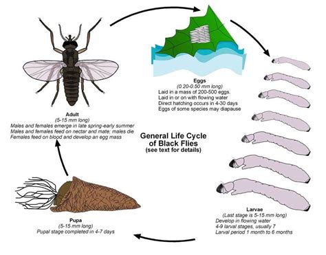 The Definitive Guide to New Hampshire Black Flies | by Four Seasons ...