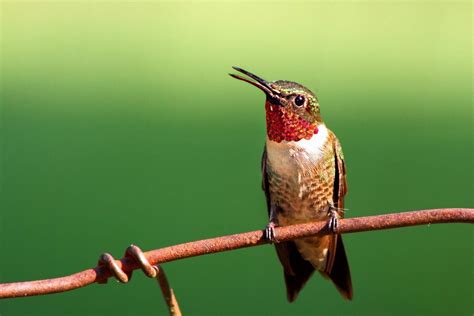 Identify and Attract a Ruby-Throated Hummingbird - Birds and Blooms