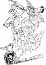25 Free Hummingbirds Coloring Pages Printable sketch template