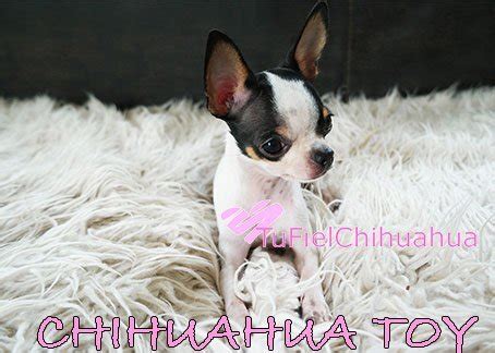 Chihuahuas Cachorros En Monterrey Criadero, 47% OFF