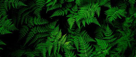 PicZene - Green Leaves Wallpaper 4k