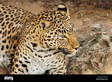 Leopard ears hi-res stock photography and images - Alamy