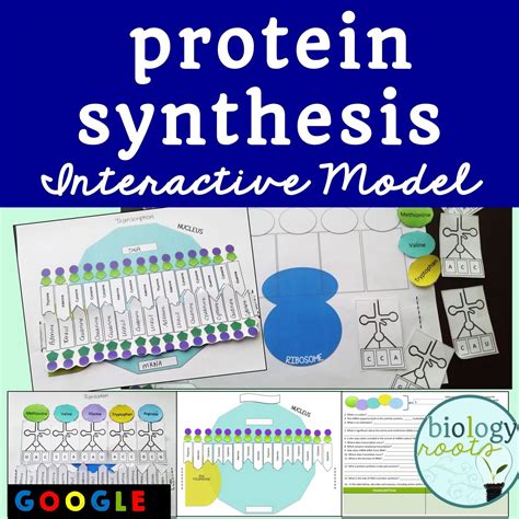 Protein Synthesis Model - Store - Biology Roots