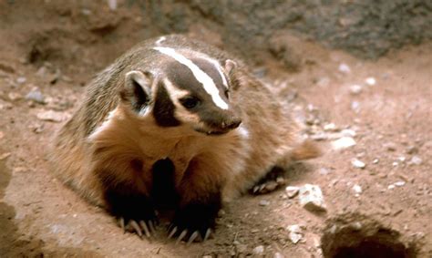 Wisconsin Symbols | Wisconsin State Animal | Badger (Taxidea taxus)