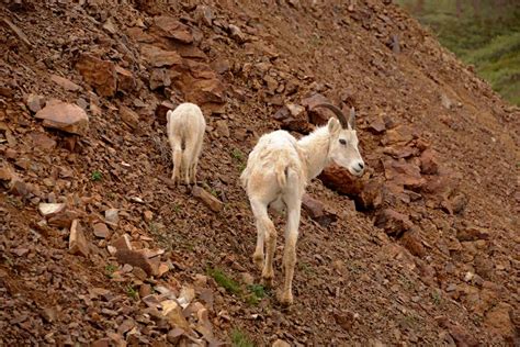 Dall Sheep - Alaska | Shutterbug