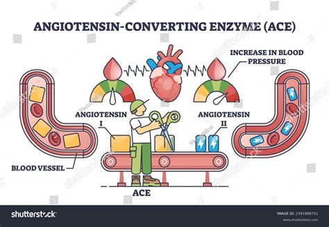 Angiotensin Converting Enzyme Ace Blood Vessel Stock Vector (Royalty ...