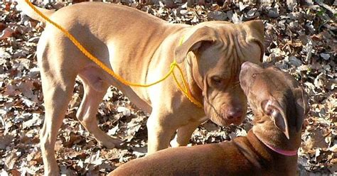 PIT BULL: A DOG: RESCUE A PIT BULL