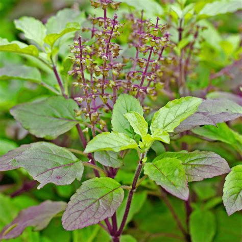 Holy Basil Plant-krishna Tulsi plant - Santhi Online Plants Nursery