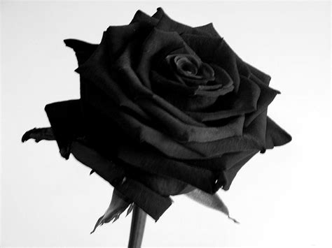 Wallpapers Black Rose - Wallpaper Cave