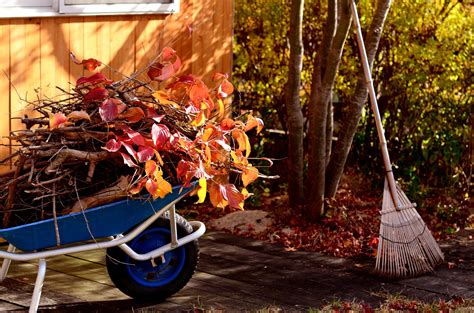 5 Tips for Pruning Maple Trees in Spring - Apple Valley Tree Service