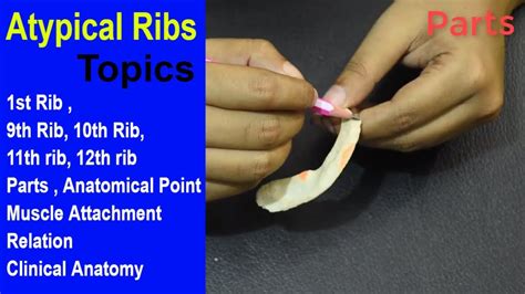 Atypical Ribs (1st, 2nd, 10th, 11th, 12th Ribs) | Anatomy Bones | Bangla | Square DOC - YouTube