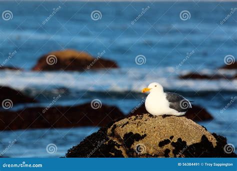 Seagull Sitting on a Beach Rock by the Ocean at Sunrise. Stock Image - Image of stand, rock ...