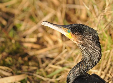 For The Greens Of Your Eyes | This cormorant was sat on the … | Flickr