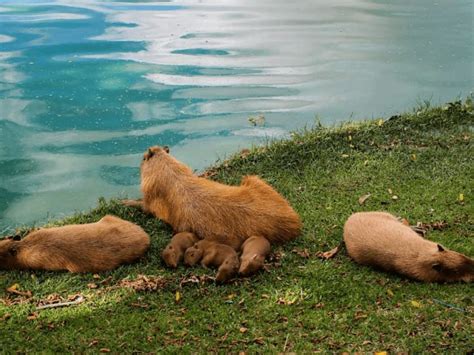 Wet and Wild: Capybara Habitat Unveiled!