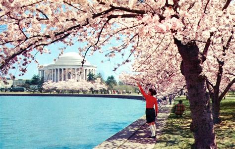 The Cherry Blossoms and Jefferson Memorial in 1968