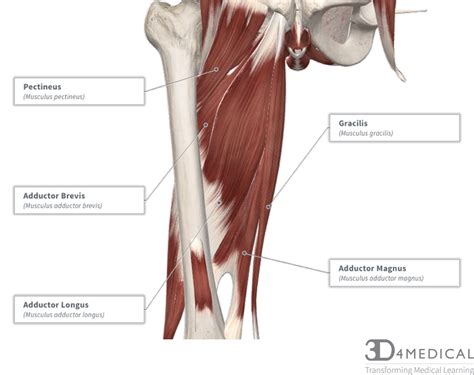 Muscles – Advanced Anatomy 2nd. Ed.