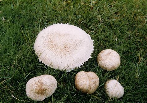 Field mushrooms - Stock Image - B250/1150 - Science Photo Library