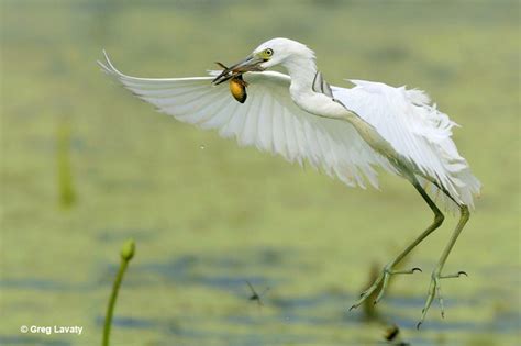 The Symbolism Of Herons: Grace, Purity & Other Meanings