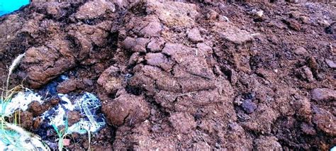 Cow Dung. a Dunghill from a Horse or a Cow Stock Image - Image of brown ...