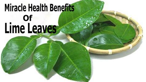 This Is a Amazing Herb - Health Benefits Of Lime Leaves - YouTube