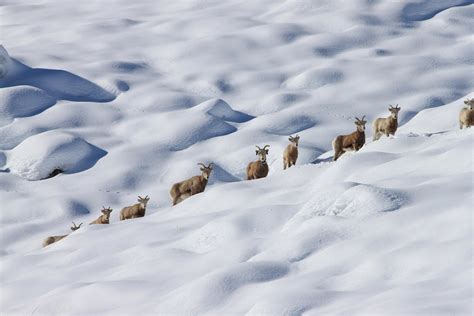 Sierra Nevada Bighorn Sheep in Yosemite 2024-2025 - Rove.me