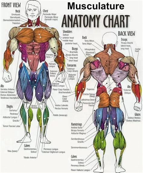 Muscles Reference | Human anatomy chart, Muscle anatomy, Human anatomy ...