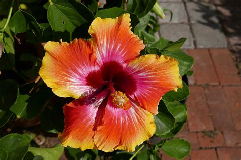 Sunset-colored hibiscus flower Photograph by Erica Finstad - Fine Art America