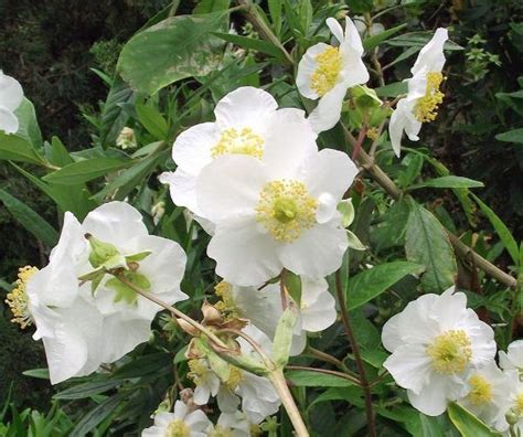 Carpenteria californica | Bush or California Anemone | 20 Seeds