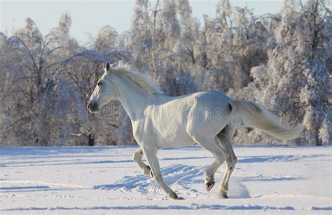 White horse in snow stock photo. Image of horse, nature - 21154556