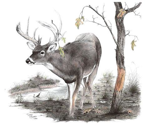 The Rubline by Steve Maynard | Deer drawing, Animal drawings, Deer art