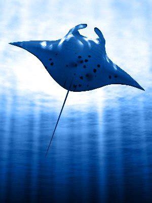 Types Of Manta Rays