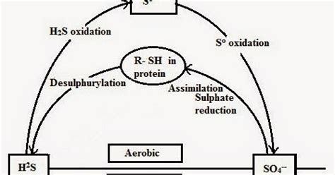 My Scientific Blog - Research and Articles: The Sulphur Cycle